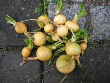 Billede af plante